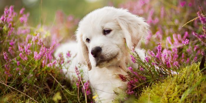 4752x2794 80+ 4K Golden Retriever Wallpapers | Background Images