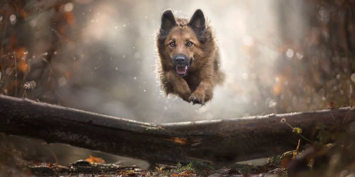 2500x1667 861711 Dogs, German Shepherd, Run, Jump - Rare Gallery HD Wallpapers