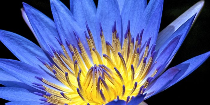 1290x2796 Water Lilly Wallpaper 4K, Blue flower, Flowers, #3156