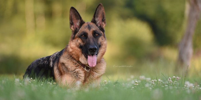3840x2400 German Shepherd 4k Ultra HD Wallpaper