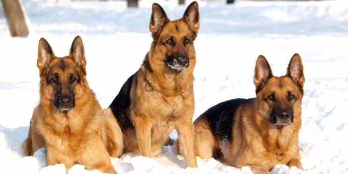 1366x768 Download desktop wallpaper German Shepherds | German shepherd wallpaper, German  shepherd dogs, Shepherd dog