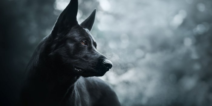 1920x1080 Desktop Wallpaper German Shepherd, Black Dog, Muzzle, Hd Image, Picture,  Background, D16a07