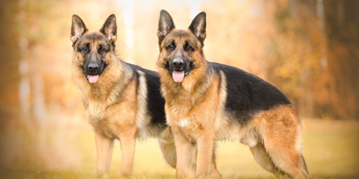 4000x2667 842042 4K, Dogs, German Shepherd, Two - Rare Gallery HD Wallpapers