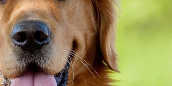 720x1280 Golden Retriever iPhone Wallpapers - Top Free Golden Retriever iPhone  Backgrounds - WallpaperAccess