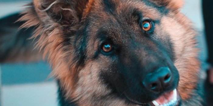 1000x1244 1500+ German Shepherd Pictures | Download Free Images on Unsplash