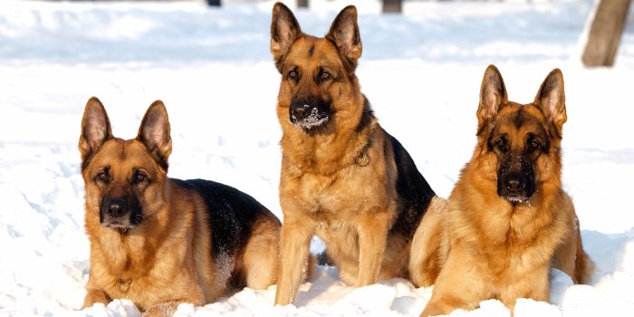 2880x1800 German Shepherd Dog Wallpaper (80+ images)