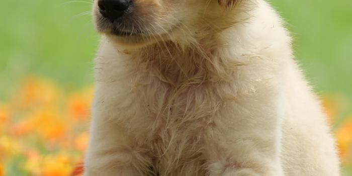 1440x3040 Wallpaper ID: 311212 / Animal Golden Retriever Phone Wallpaper, Dog, Baby  Animal, Puppy, 1440x3040 free download