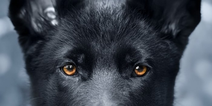 840x1336 Download wallpaper 840x1336 pet, black puppy, german shepherd, iphone 5,  iphone 5s, iphone 5c, ipod touch, 840x1336 hd background, 18551