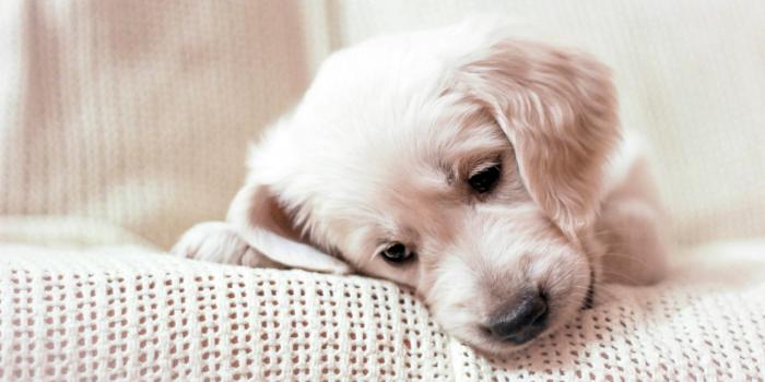 1920x1080 Golden Retriever Puppy Desktop Wallpaper 61656