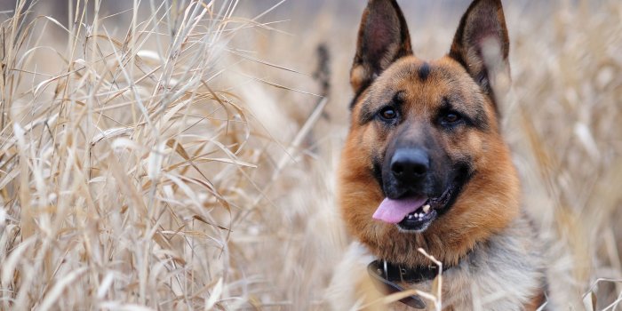 2560x1440 German Shepherd Ultra HD Desktop Background Wallpaper for 4K UHD TV :  Tablet : Smartphone