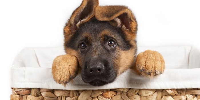 1920x1080 49+] Dog Pictures German Shepherd Wallpaper - WallpaperSafari