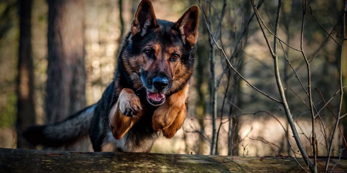 1920x1200 Jumping german shepherd wallpaper - Animal wallpapers - #26082