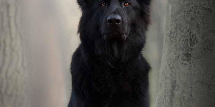 1080x1920 Wallpaper Black dog, German shepherd 5120x2880 UHD 5K Picture, Image
