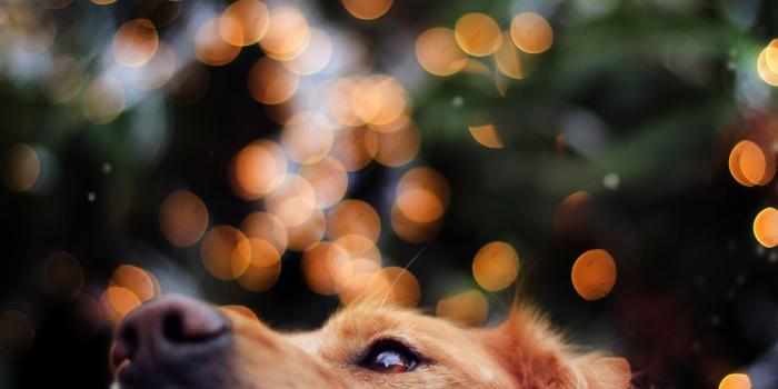 2048x1297 542443 desktop wallpaper for golden retriever - Rare Gallery HD Wallpapers