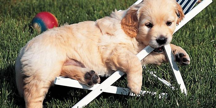 1920x1200 Golden Retriever puppy in chaise-longue photo and wallpaper. Beautiful Golden  Retriever puppy in chaise-longue pictures