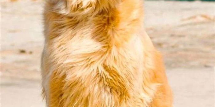 736x1308 Golden Retrievers
