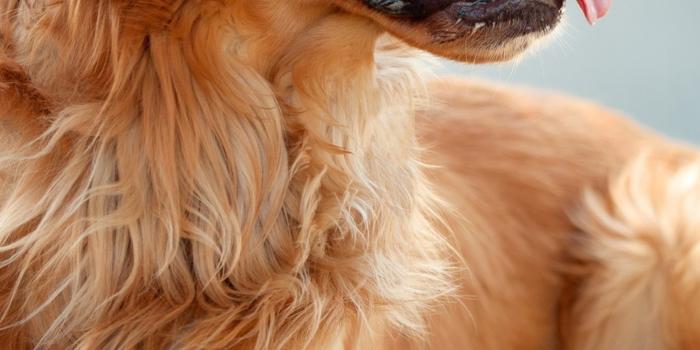2160x3840 Golden Retriever Dog 4K Ultra HD Mobile Wallpaper