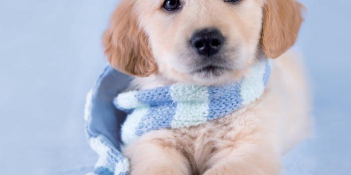 1721x2153 Golden Retriever Puppy, Dog, Canine, Pets, One Animal, Mammal Wallpaper -  Wallpaperforu