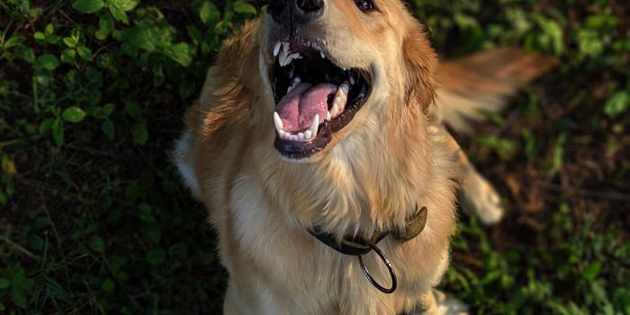 3024x4032 Golden Retriever Photos, Download The BEST Free Golden Retriever Stock  Photos & HD Images