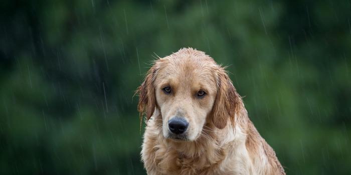 1920x1080 Desktop Wallpaper Golden Retriever Dog, Enjoying Rain, Hd Image, Picture,  Background, Sfpdyz