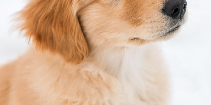 1000x1500 Golden retriever puppy on snow covered ground during daytime photo – Free  Dog Image on Unsplash