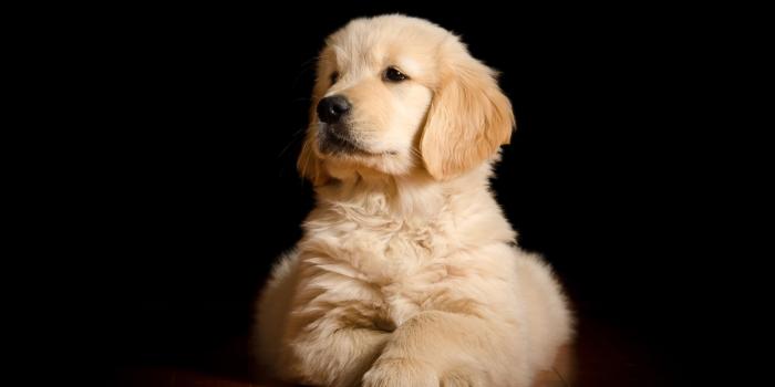 1332x850 Wallpaper portrait, dog, puppy, the dark background, Golden Retriever, Golden  Retriever images for desktop, section собаки - download