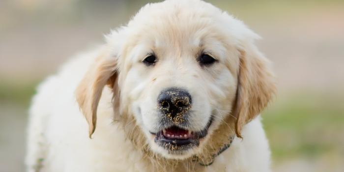 1440x2960 Golden Retriever Wallpaper Download | MobCup