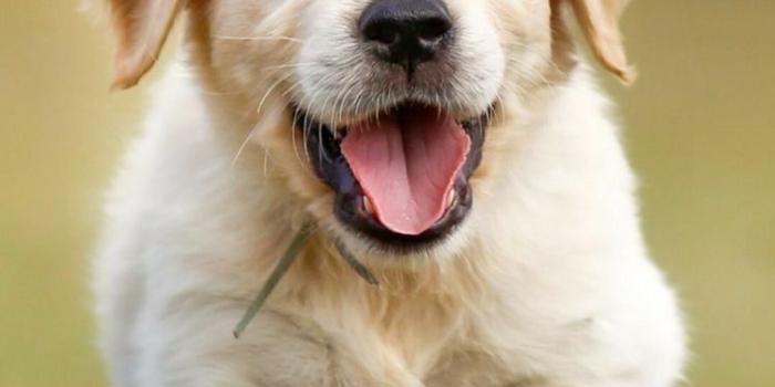 750x1333 Golden Retriever iPhone Wallpapers - Top Free Golden Retriever iPhone  Backgrounds - WallpaperAccess