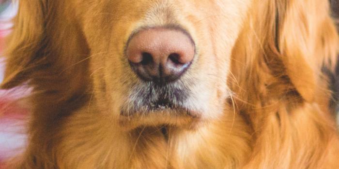 1080x1920 Dog, Golden Retriever Animal iPhone Wallpaper | iDrop News