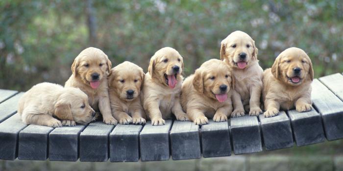 1920x1080 Golden Retriever puppies wallpaper - Animal wallpapers - #48522