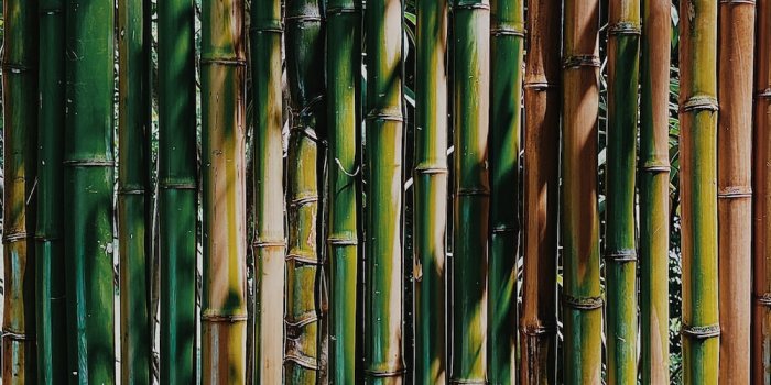1000x1778 100+ Bamboo Pictures | Download Free Images & Stock Photos on Unsplash