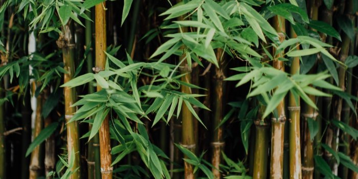 1000x1498 100+ Bamboo Pictures | Download Free Images & Stock Photos on Unsplash