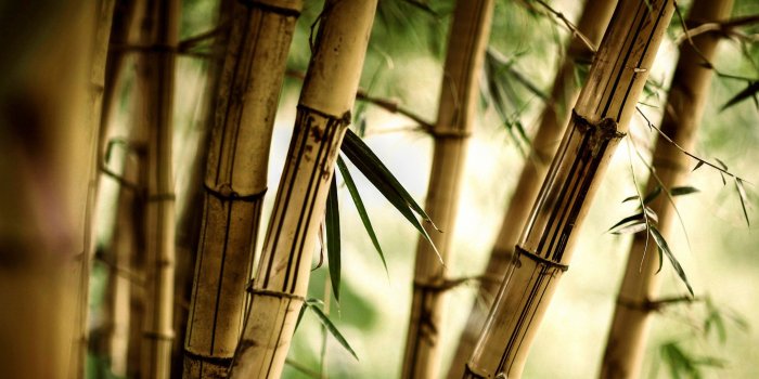 2500x1407 90+ Bamboo HD Wallpapers and Backgrounds