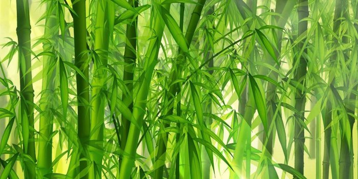 1920x2048 Bamboo wallpaper, Bamboo background, Nature wallpaper