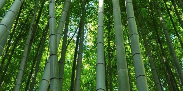 887x1920 Download Bamboo Culm And Leaves IPhone Wallpaper | Wallpapers.com