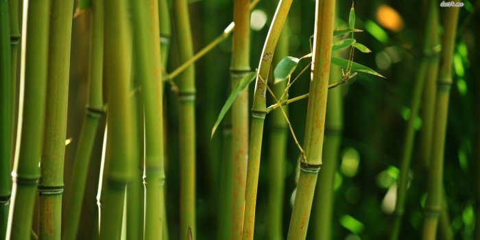 1366x768 Bamboo Wallpaper 26 - [1366x768]