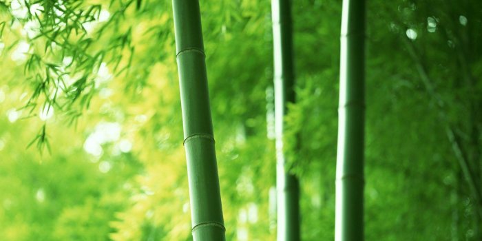 1920x1200 Green Bamboo Wallpapers - Top Free Green Bamboo Backgrounds -  WallpaperAccess