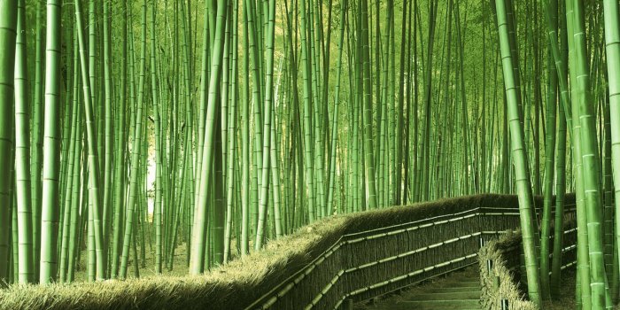 1600x1000 47+] Bamboo Wallpaper HD - WallpaperSafari