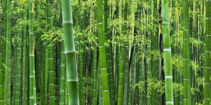 1920x1080 Free HD Bamboo Wallpapers - PixelsTalk.Net