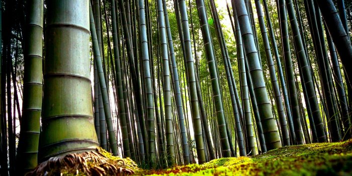 2960x1850 Bamboo HD Wallpaper