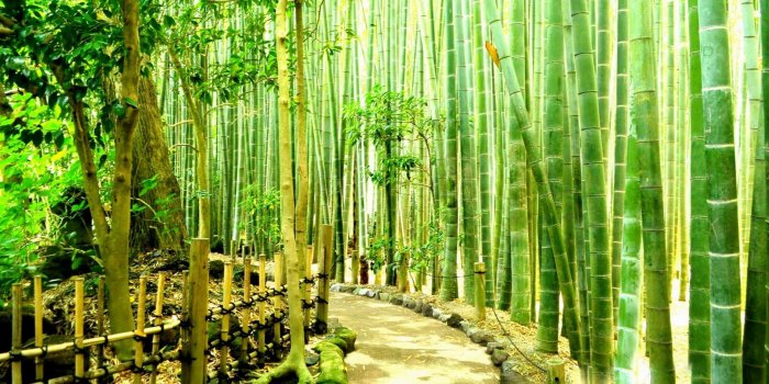 1920x1080 Free Bamboo Desktop Background , [100+] Bamboo Desktop Background s for  FREE | Wallpapers.com