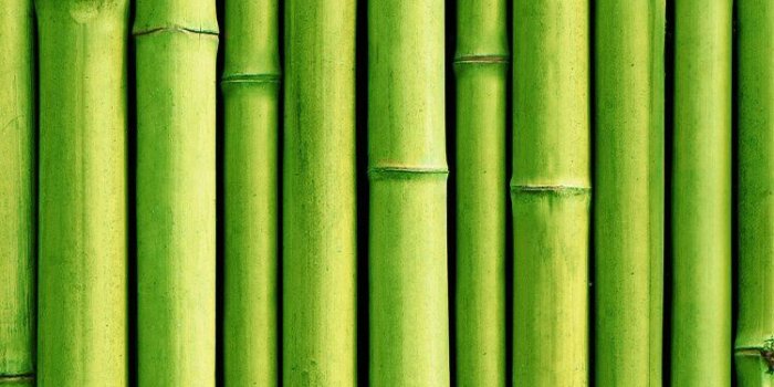 750x1334 Wallpaper iPhone ⚪️ | Bamboo background, Bamboo wallpaper, Green wallpaper