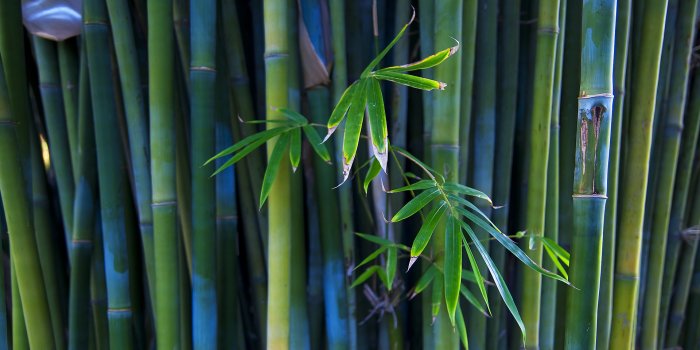 1920x1080 Desktop Bamboo HD Wallpapers - PixelsTalk.Net
