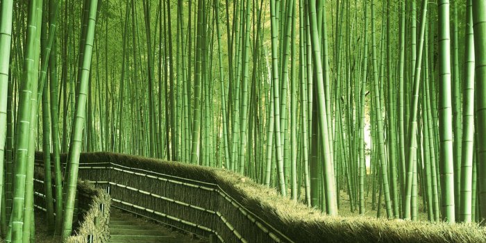 1920x1200 Desktop Wallpapers HD Bamboo Tree