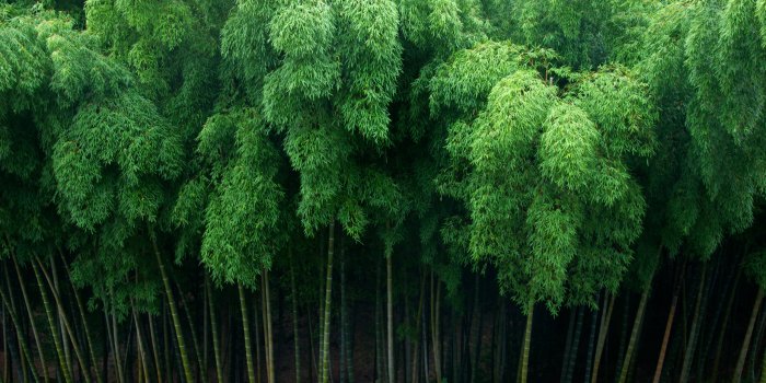 2560x1600 Bamboo Pictures Wallpaper (67+ images)