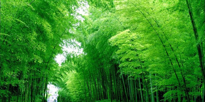 1600x1000 Bamboo Wallpapers Collections - Most beautiful places in the world |  Download Free Wallpapers