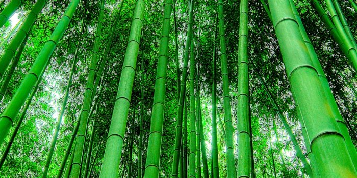 1284x2778 Bamboo Grove Wallpaper 4K, Green background, Nature, #6885