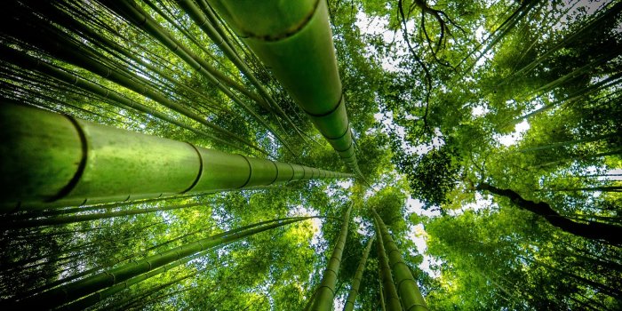 1920x1080 Desktop Wallpaper Bamboo Forest, Hd Image, Picture, Background, 7zik F