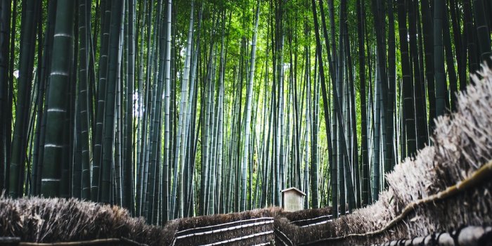 1000x1333 1K+ Bamboo Forest Pictures | Download Free Images on Unsplash