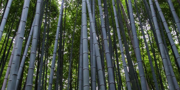 2160x3840 Bamboo Wallpapers: 4K, HD, 1920x1080 Phone & Desktop Backgrounds